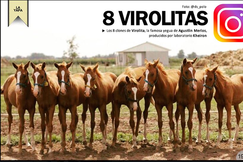 8 virolitas