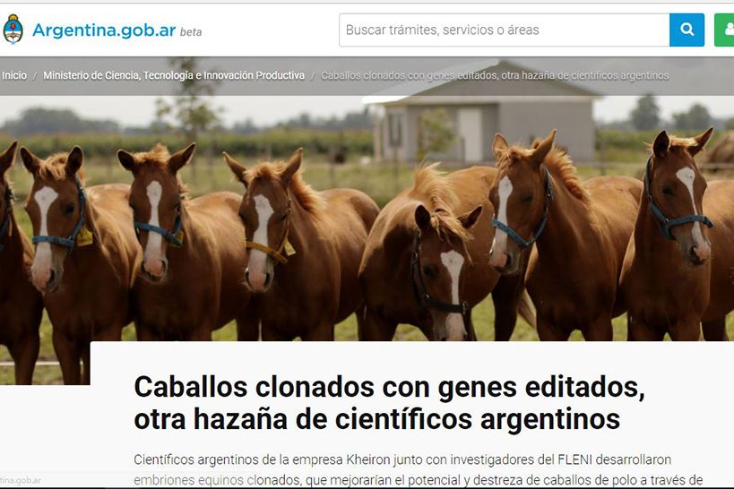Caballos clonados con genes editados, otra hazaña de científicos argentinos
