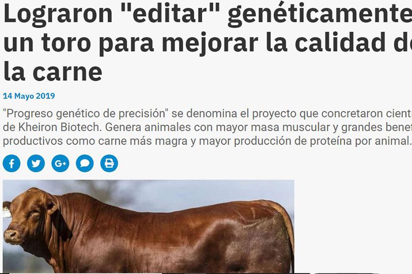 Lograron 'editar' genéticamente a un toro para mejorar la calidad de la carne