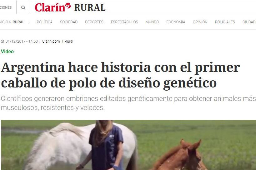 Argentina hace historia con el primer caballo de polo de diseño genético