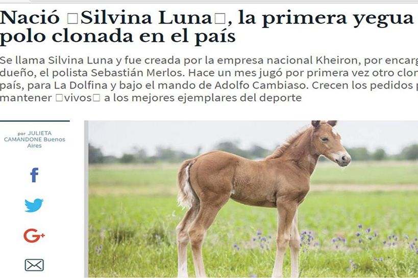 Silvina Luna born, the first polo mare cloned in the country